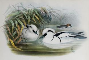 J WOLF & HC RICHTER (Artist and lithographer) THREE COLOURED LITHOGRAPHS OF BIRDS ‘Morgus