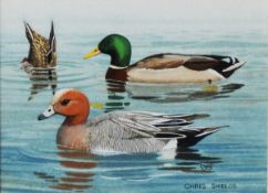 CHRIS SHIELDS (TWENTIETH/ TWENTY FIRST CENTURY) PAIR OF GOUACHE DRAWINGS ‘Male and Female Ducks’