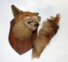 TAXIDERMY: Shield mounted fox head & brush; together with a shield mounted snarling badger head