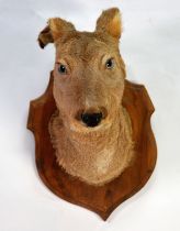 TAXIDERMY: Dear head on walnut shield mount, 20" (51 cm) H