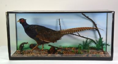 TAXIDERMY: Cased cock-pheasant in naturalistic diorama, 34¼" (87 cm) W