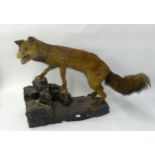 TAXIDERMIC SPECIMEN OF A FOX, depicted climbing a rocky base