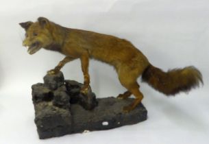 TAXIDERMIC SPECIMEN OF A FOX, depicted climbing a rocky base