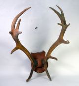 TAXIDERMY: Three sets of antlers, the largest 12-points and on walnut shield mount; 26" (66 cm)