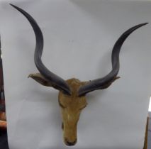 TAXIDERMY: African Antelope head, 45" (104.5 cm) H