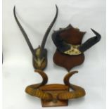 THREE TAXIDERMIC SPECIMENS, all mounted on wood wall shields, viz ibex horns, buffalo horns and