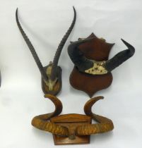 THREE TAXIDERMIC SPECIMENS, all mounted on wood wall shields, viz ibex horns, buffalo horns and