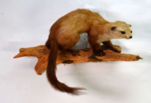 TAXIDERMY: Ferret mounted on log in naturalistic pose, 21" (53.5 cm) L
