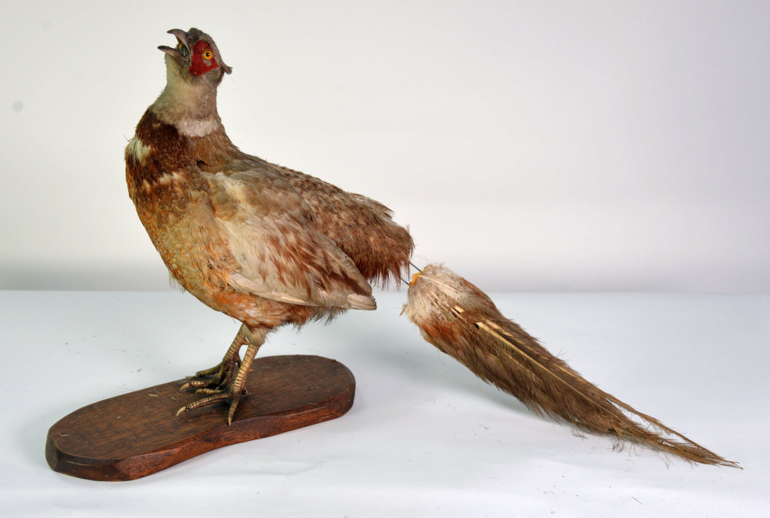 TAXIDERMY: Cock-pheasant on naturalistic wooden perch, plus a hen-pheasant standing 24½" (62 cm) - Image 2 of 2