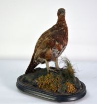 TAXIDERMY: Victorian grouse in naturalistic diorama and on ebonised base though lacking the glass