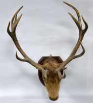 TAXIDERMY: George V period Stags head with 12-point antlers 45½" (115 cm) H