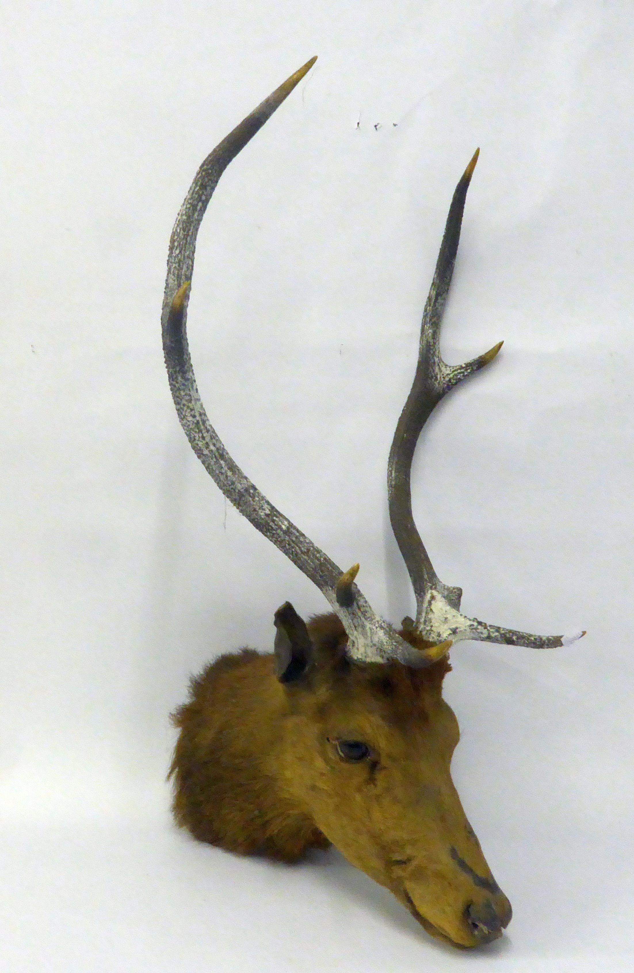 TAXIDERMIC SPECIMEN OF A STAG'S HEAD, with four point antlers