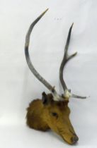 TAXIDERMIC SPECIMEN OF A STAG'S HEAD, with four point antlers