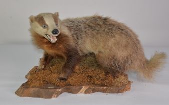 TAXIDERMY: Snarling Badger on mossy tree stump diorama bearing label 'D.O.E. 076799', 25" (63.5