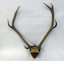 PAIR OF SIKA DEER FOUR POINT ANTLERS, mounted on a small oak wall shield