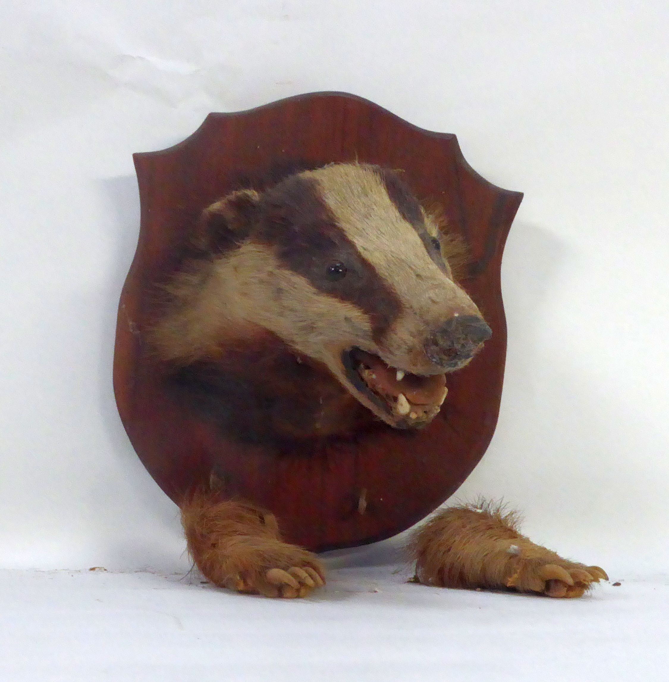 TAXIDERMY: Shield mounted fox head & brush; together with a shield mounted snarling badger head - Image 2 of 2