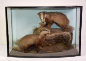 TAXIDERMY: Cased pair of badger cubs posed in naturalistic diorama, in bowed glass case, 33" (84 cm)