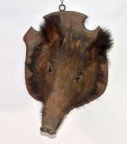 TAXIDERMY: Boars heads, the larger black example on walnut shield mount, the brown boar on oak
