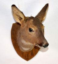 TAXIDERMY: Doe head on oak shield mount, 17½" (44.5 cm) H