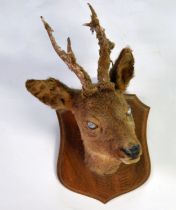 TAXIDERMY: Two shield-mounted young deer heads with pricket antlers, 20" (51 cm) H [2]