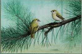 CHRIS SHIELDS (TWENTIETH/ TWENTY FIRST CENTURY) GOUACHE Two small birds on a fir tree branch