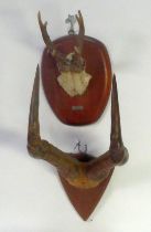 TAXIDERMY: Pair of shield mounted skull-cap antelope horns, shield mounted skull-cap pricket antlers
