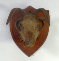 TAXIDERMY: Victorian/Edwardian oak shield mounted four-horn mountain goat head, 15¾" (40 cm) H
