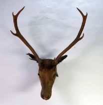 TAXIDERMY: Stag's head with 10-point antlers, 34" (86.5 cm) H