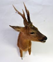 TAXIDERMY: Front-quater of a young deer with pricket antlers, 23" (58.5 cm) L