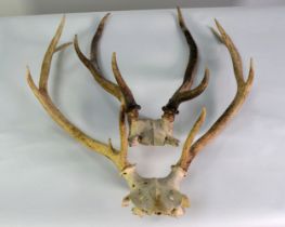 TAXIDERMY: Two pairs and skull cap mounted antlers, 20" (51 cm) H & smaller [2]
