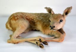 TAXIDERMY: Recumbent Roe deer fawn or Bambi; 19¾" (50 cm) W