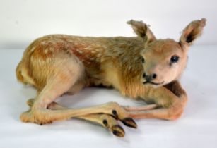 TAXIDERMY: Recumbent Roe deer fawn or Bambi; 19¾" (50 cm) W