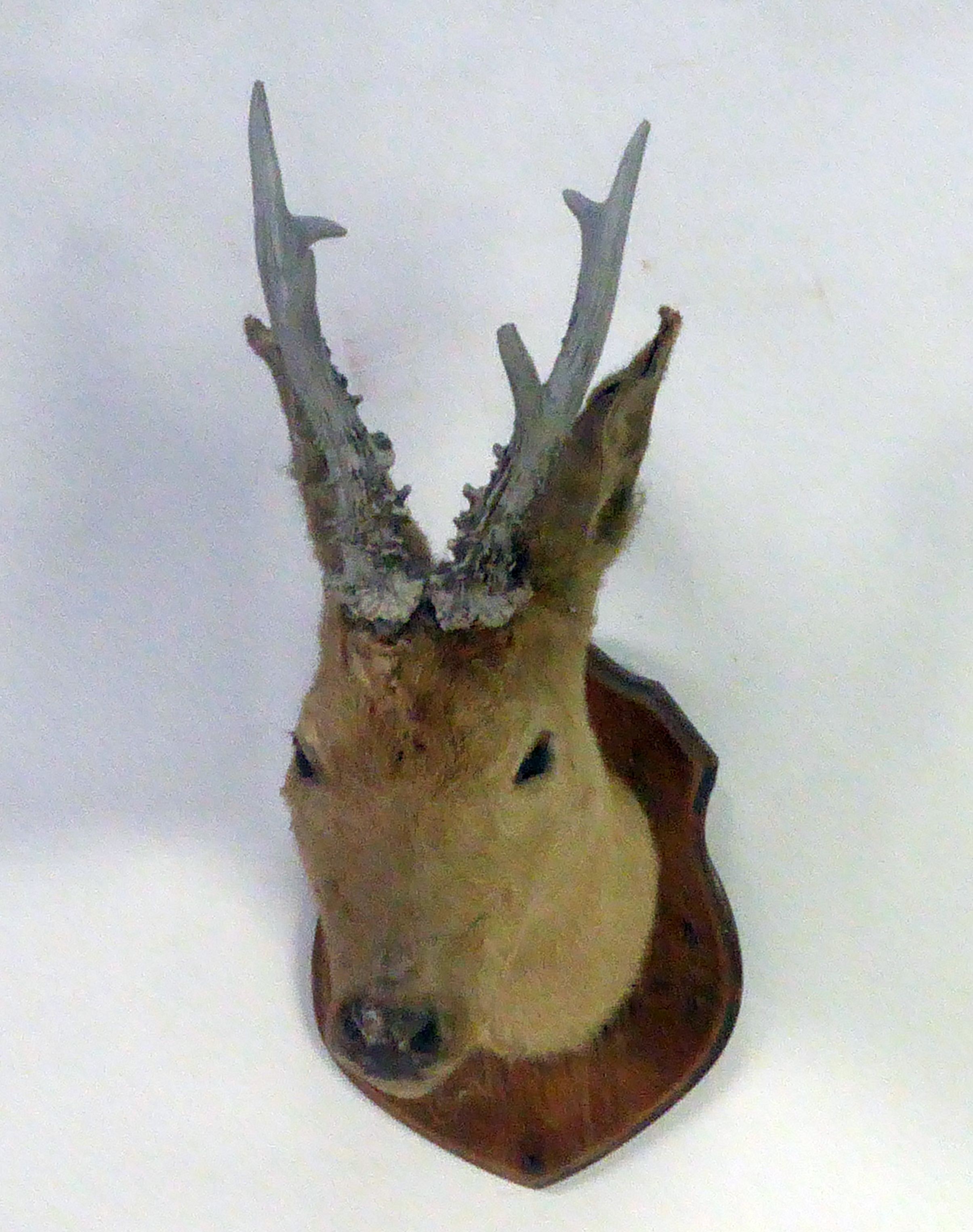 TAXIDERMY: Two shield-mounted young deer heads with pricket antlers, 20" (51 cm) H [2] - Image 2 of 2