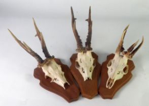TAXIDERMY: Three shield mounted young deer skulls with pricket antlers, 14" (35.5 cm) H & smaller [