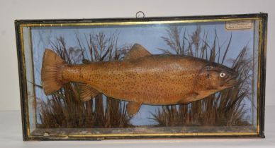 TAXIDERMY: Victorian cased Thames Trout 11lb 7oz, caught spinning at Maple Durham in May of 1872, in