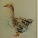 AMANDA GORDON (MODERN) WATERCOLOUR ‘Wild Greylag Goose’ Signed, titled to gallery label verso