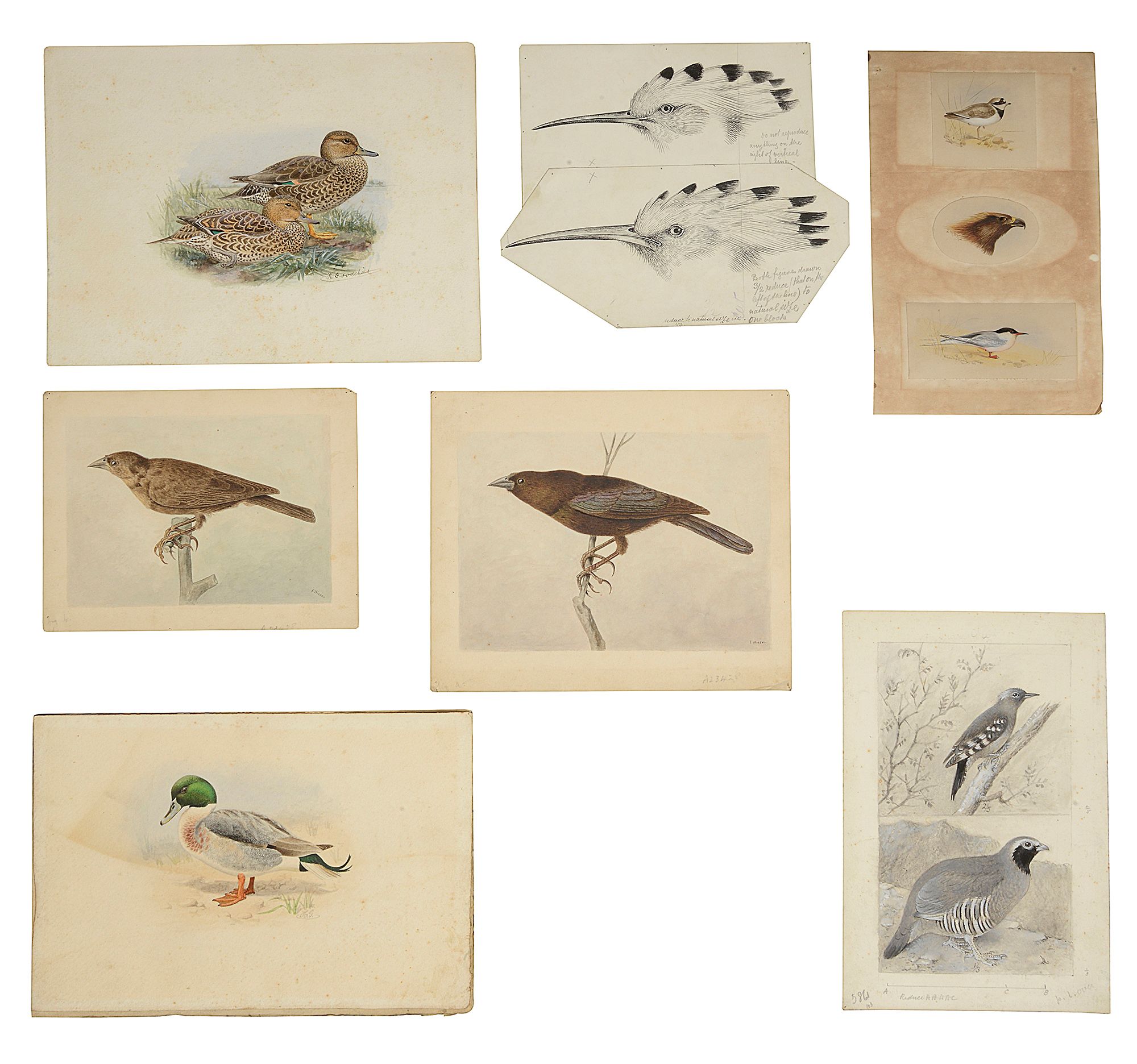 Ornithological watercolours to include three studies of duck by Herbert Goodchild