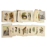 After Keulemans, a collection of thirty hand coloured lithograph plates from Ibis and other ornithol