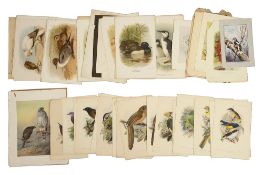 After Keulemans, a collection of thirty hand coloured lithograph plates from Ibis and other ornithol