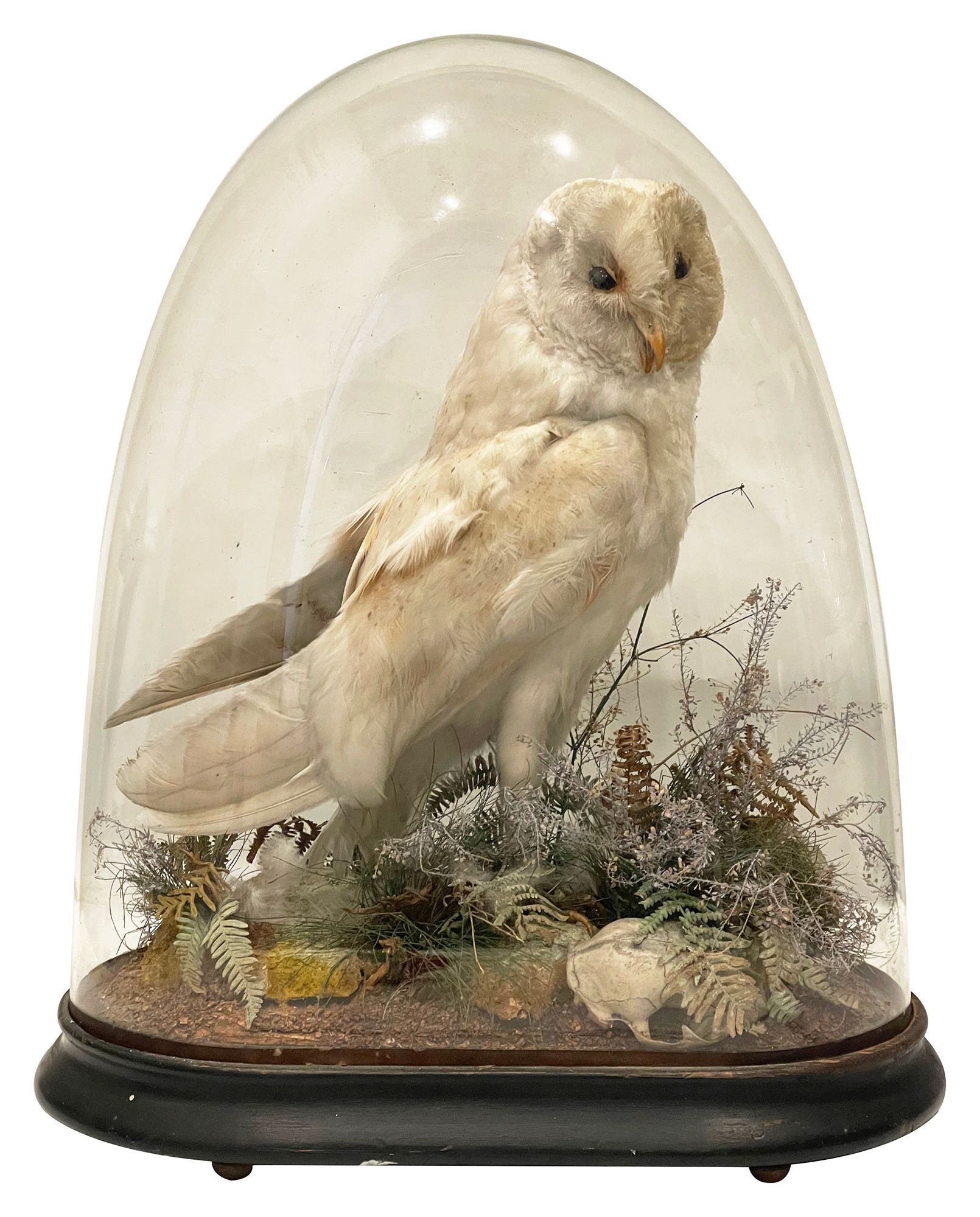 Taxidermy: A late Victorian Barn Owl (Tito alba) c.1880 - Image 2 of 2