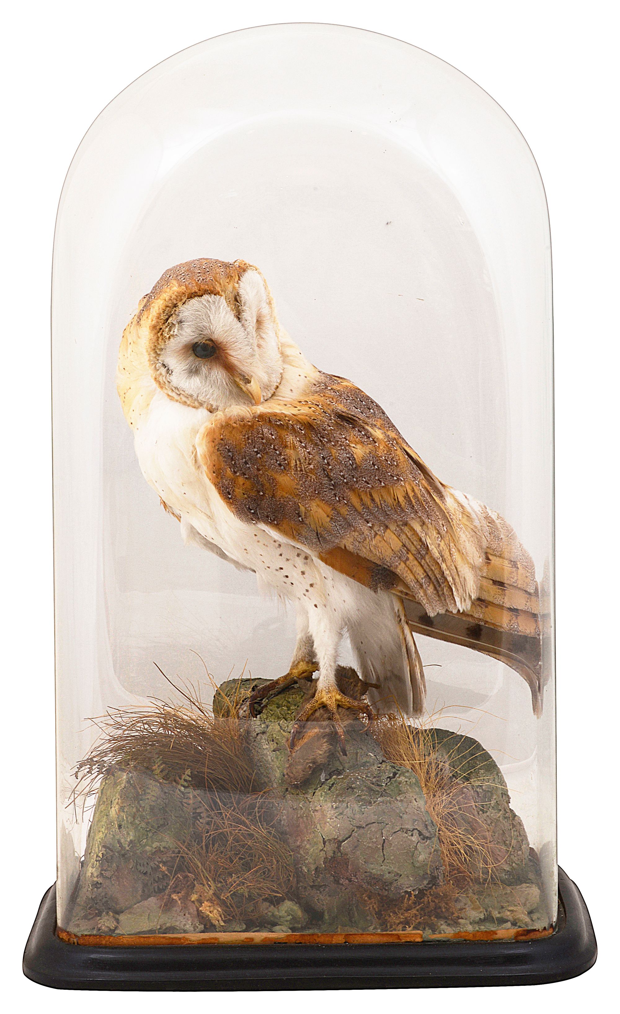 Taxidermy: A late Victorian Barn Owl (Tito alba) c.1880 - Image 2 of 2