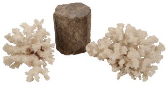 A section of fossil tree trunk and two coral specimens