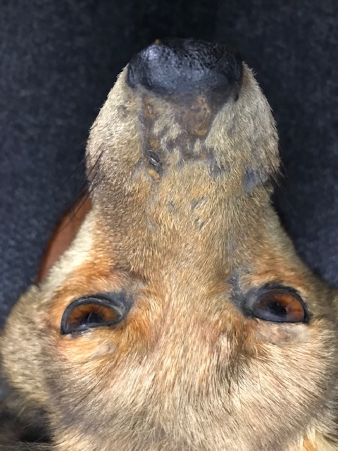 Taxidermy: An adult European Red Fox Mask (Vulpes Vulpes) - Image 2 of 4