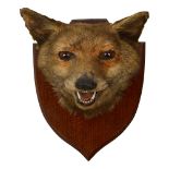 Taxidermy: An adult European Red Fox Mask (Vulpes Vulpes)