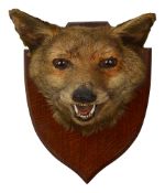Taxidermy: An adult European Red Fox Mask (Vulpes Vulpes)