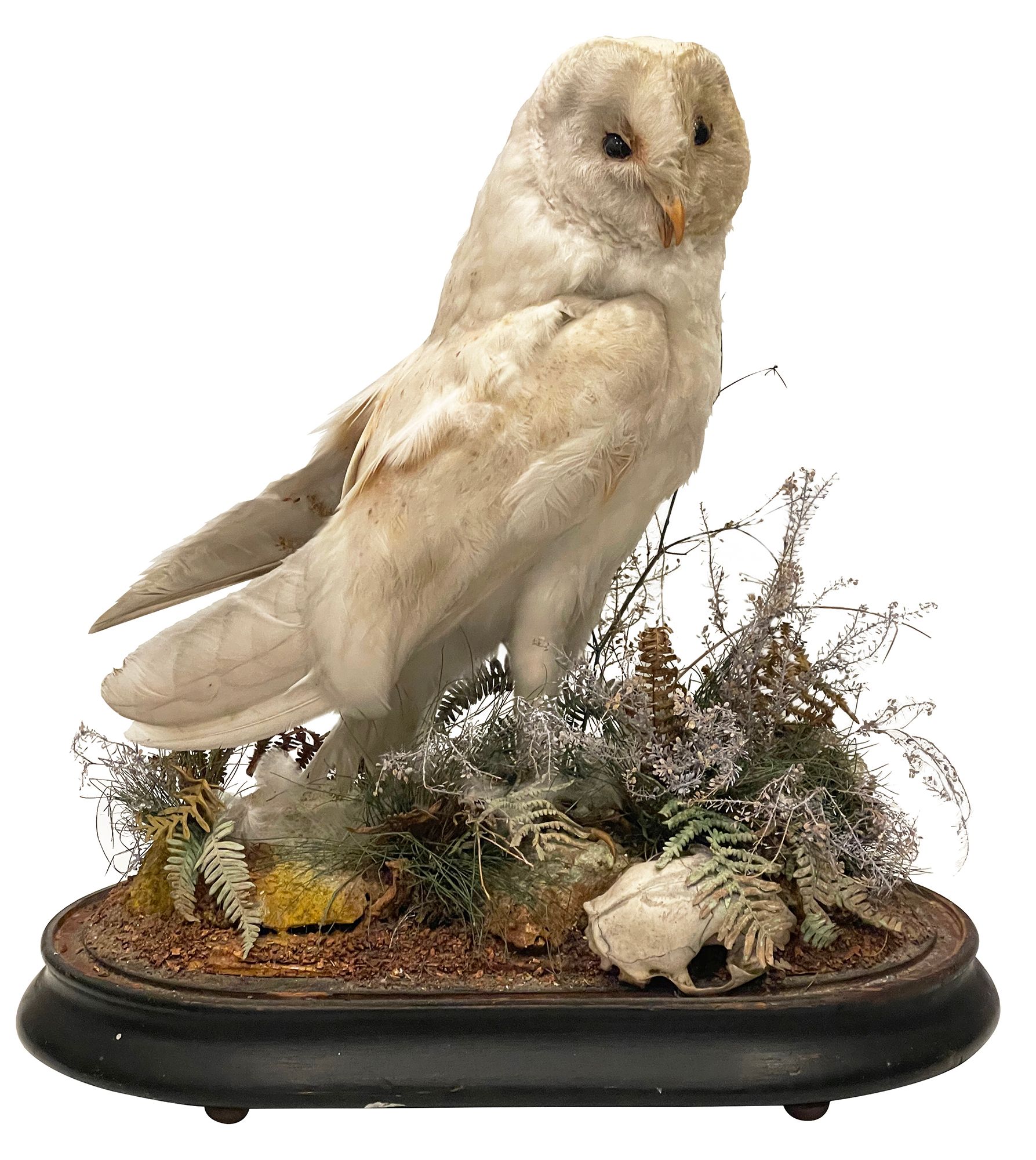 Taxidermy: A late Victorian Barn Owl (Tito alba) c.1880