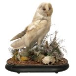 Taxidermy: A late Victorian Barn Owl (Tito alba) c.1880