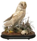 Taxidermy: A late Victorian Barn Owl (Tito alba) c.1880