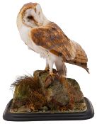 Taxidermy: A late Victorian Barn Owl (Tito alba) c.1880