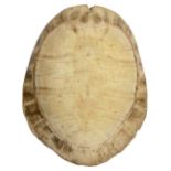 Natural History. A polished Blonde Turtle Shell Carapace c.1900